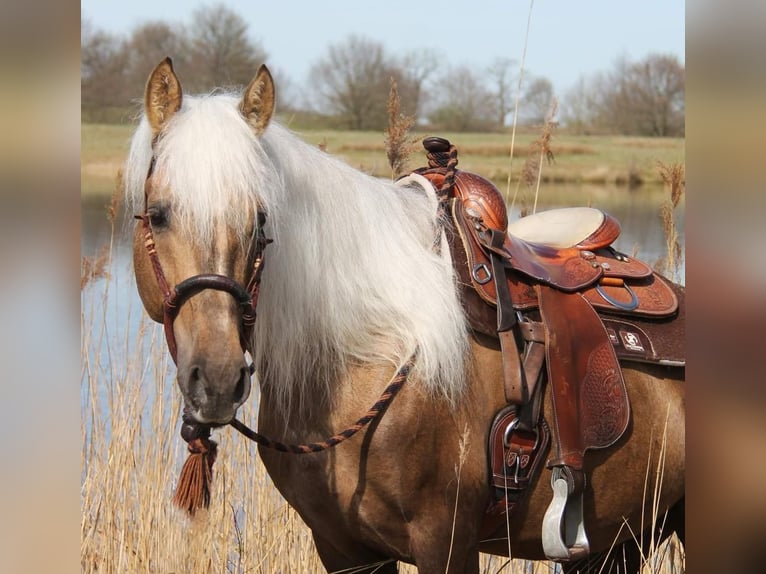 Altre razze Mix Castrone 8 Anni 160 cm Palomino in Walldorf