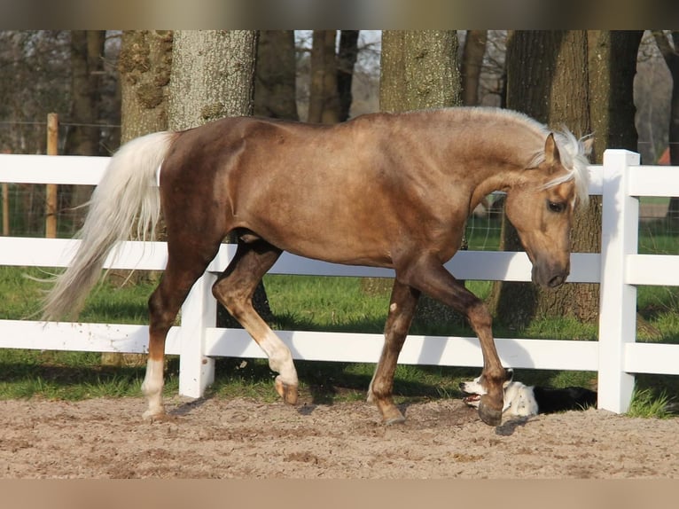 Altre razze Mix Castrone 8 Anni 160 cm Palomino in Walldorf