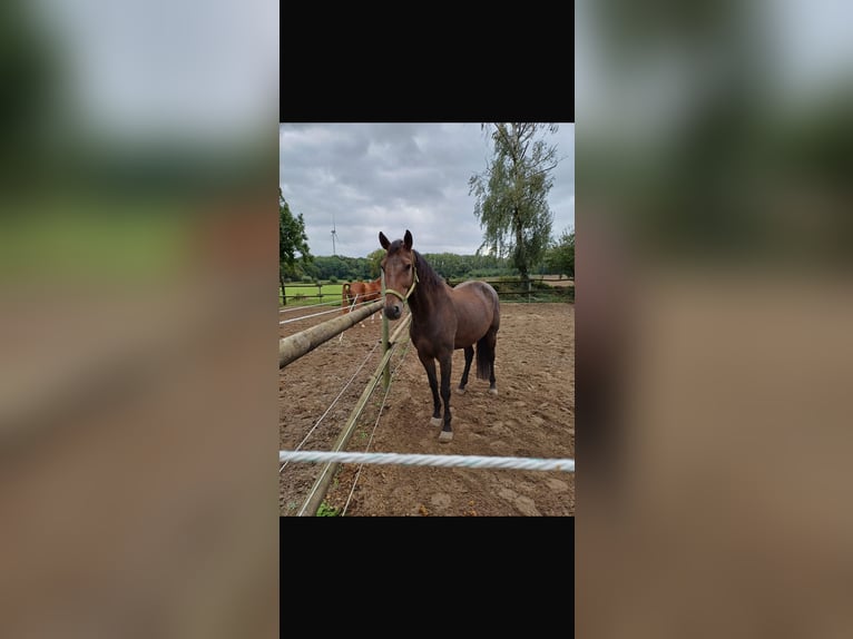 Altre razze Mix Castrone 8 Anni 163 cm Baio in Rheda-Wiedenbrück