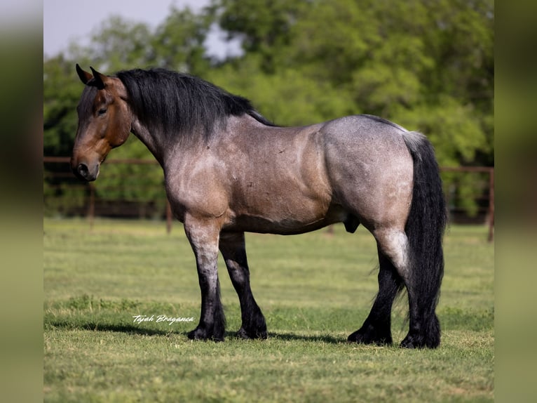 Altre razze Castrone 8 Anni 163 cm Baio roano in Weatherford, TX