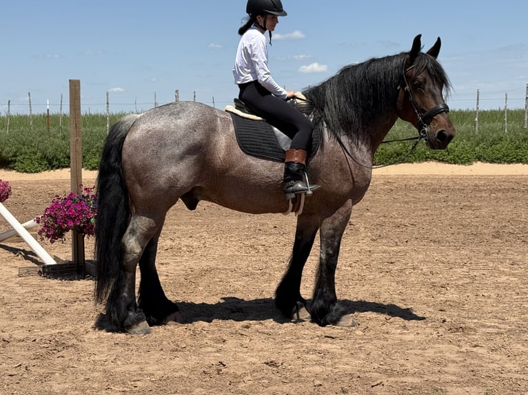 Altre razze Castrone 8 Anni 163 cm Baio roano in Weatherford, TX