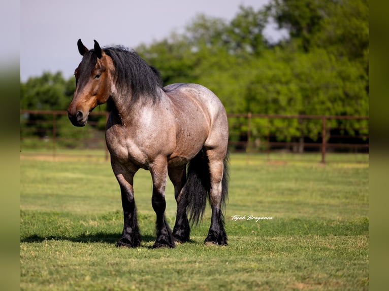 Altre razze Castrone 8 Anni 163 cm Baio roano in Weatherford, TX