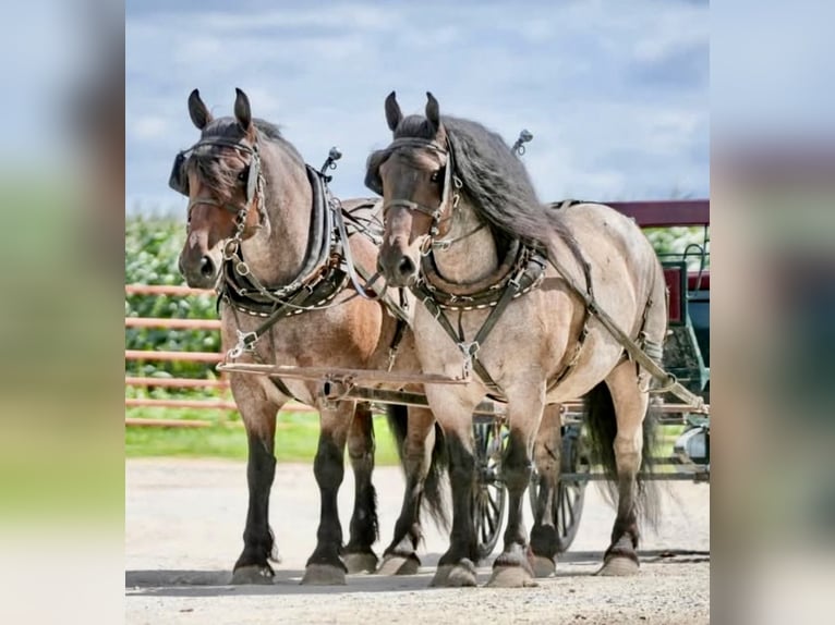 Altre razze Castrone 8 Anni 163 cm Baio roano in Weatherford, TX