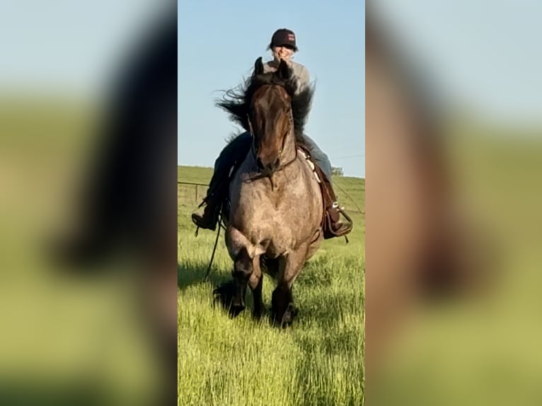 Altre razze Castrone 8 Anni 163 cm Baio roano in Weatherford, TX