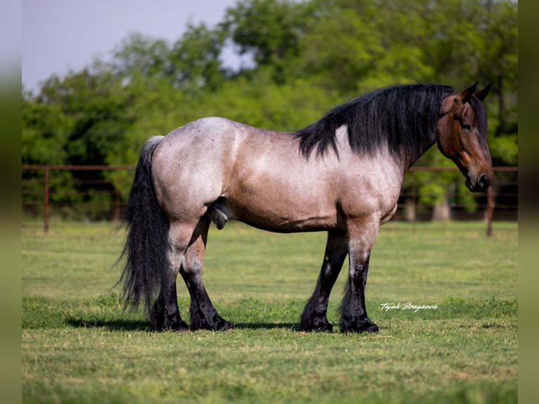 Altre razze Castrone 8 Anni 163 cm Baio roano in Weatherford, TX