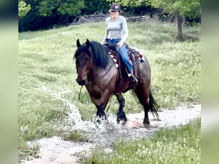 Altre razze Castrone 8 Anni 163 cm Baio roano in Weatherford, TX