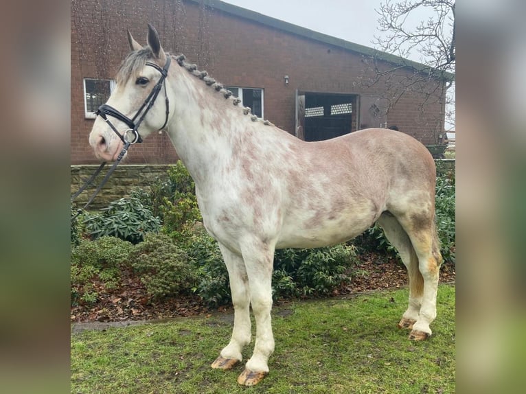 Altre razze Castrone 8 Anni 163 cm Pezzato in Hopsten