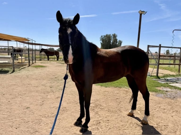 Altre razze Mix Castrone 8 Anni 165 cm Baio scuro in Berkshire