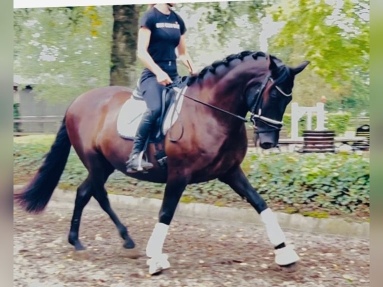 Altre razze Castrone 8 Anni 167 cm Morello in Sottrum