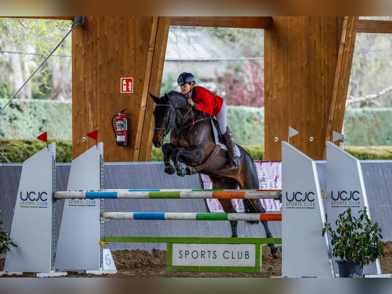 Altre razze Mix Castrone 8 Anni 170 cm Baio scuro in Cuarte De Huerva