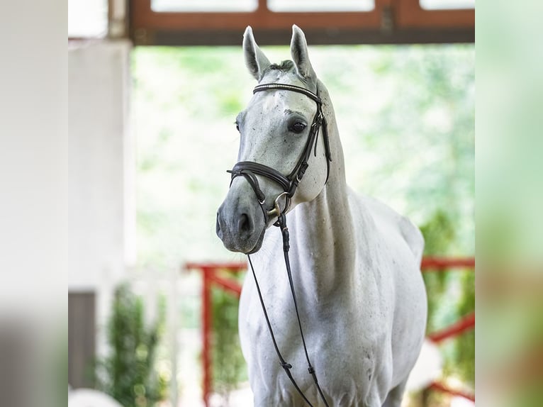 Altre razze Castrone 8 Anni 171 cm Grigio in Mnster-Handorf