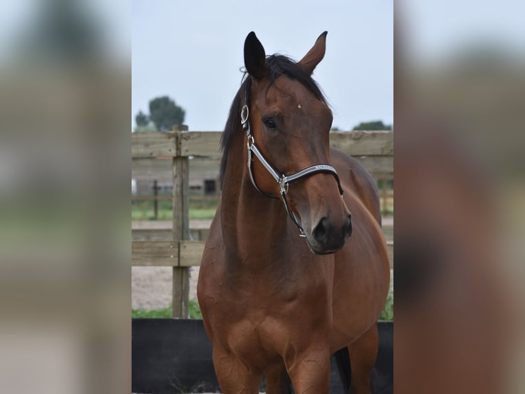 Altre razze Castrone 8 Anni 172 cm in Achtmaal