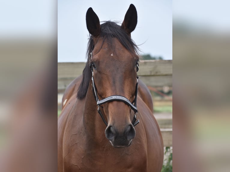 Altre razze Castrone 8 Anni 172 cm in Achtmaal