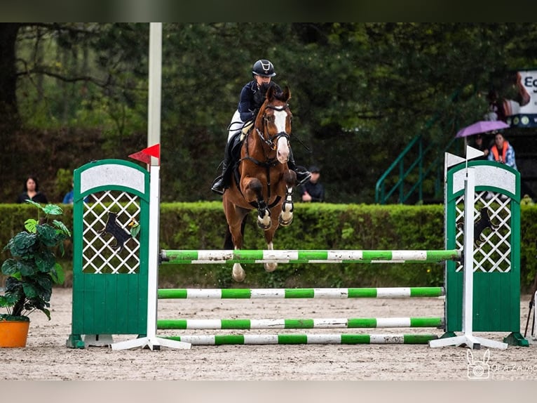 Altre razze Castrone 8 Anni 176 cm Baio ciliegia in Kraków