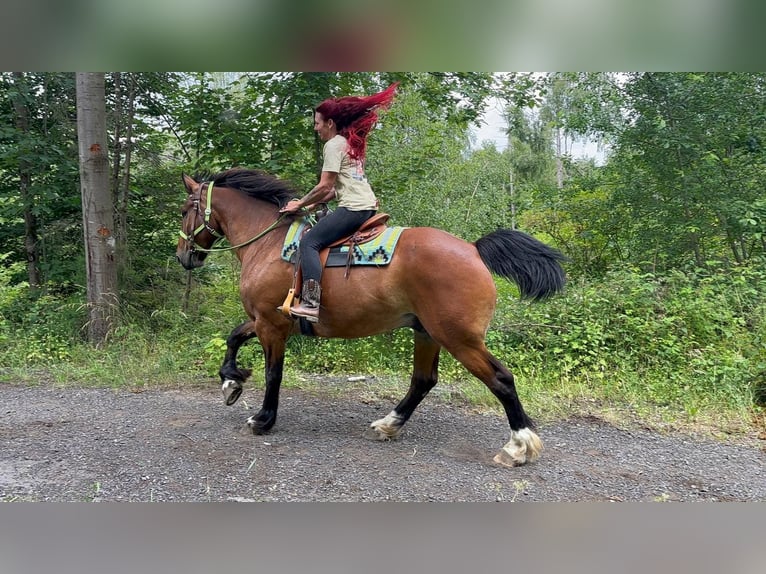 Altre razze Castrone 8 Anni 177 cm Baio in Linkenbach