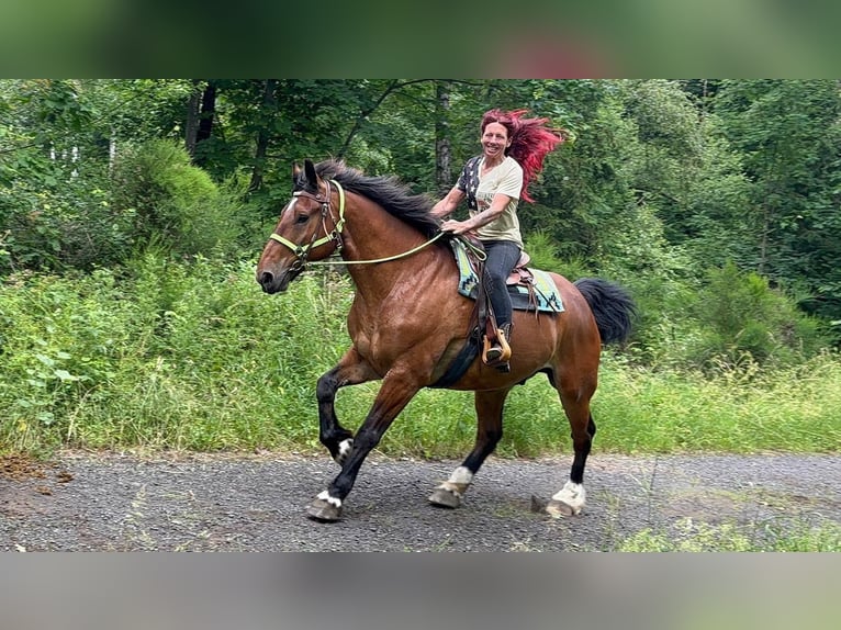 Altre razze Castrone 8 Anni 177 cm Baio in Linkenbach