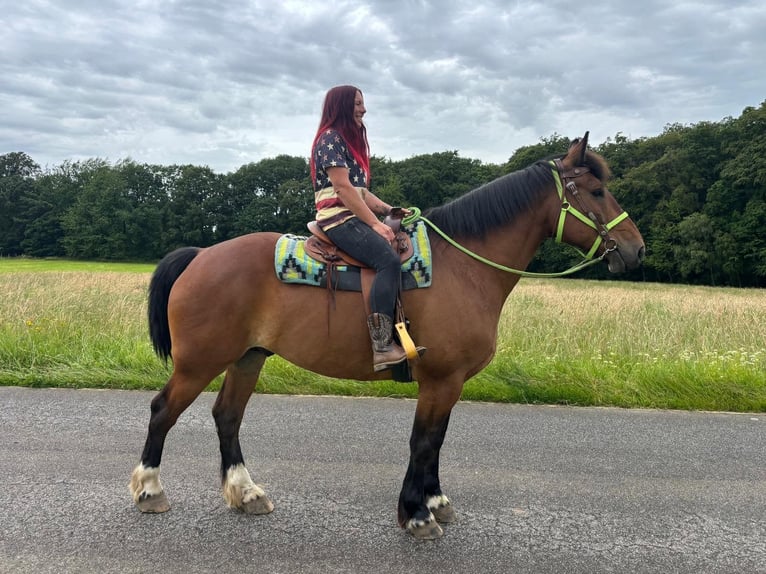 Altre razze Castrone 8 Anni 177 cm Baio in Linkenbach