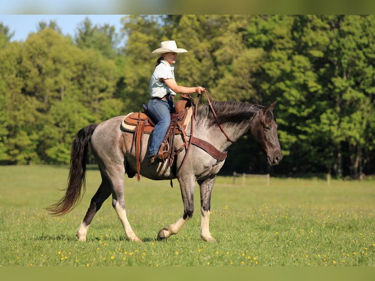 Altre razze Castrone 8 Anni Roano blu in Clarion