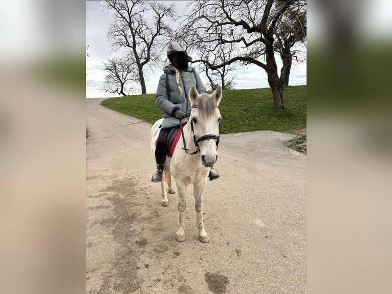 Altre razze Mix Castrone 9 Anni 142 cm Grigio in Steyr