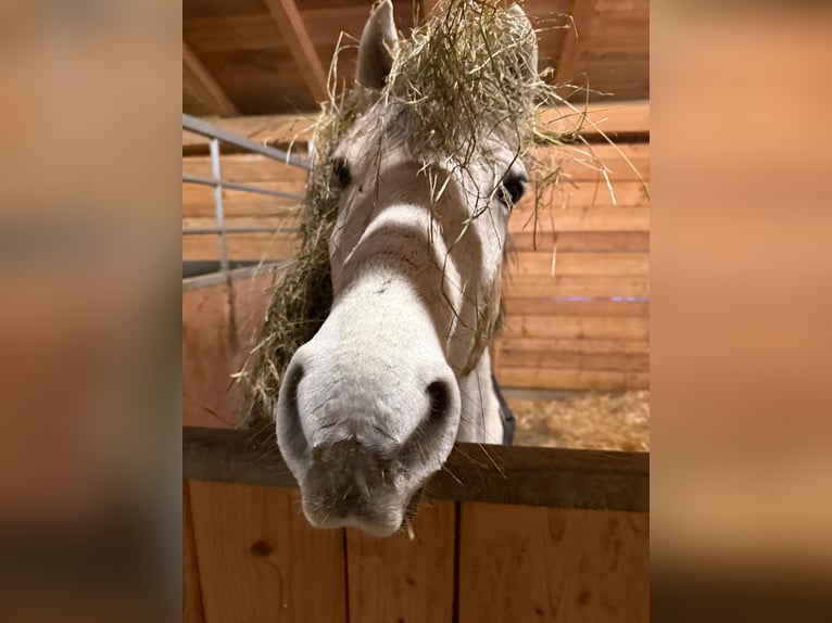 Altre razze Mix Castrone 9 Anni 142 cm Grigio in Steyr