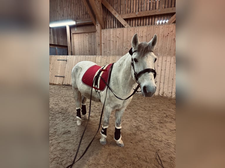 Altre razze Mix Castrone 9 Anni 142 cm Grigio in Steyr