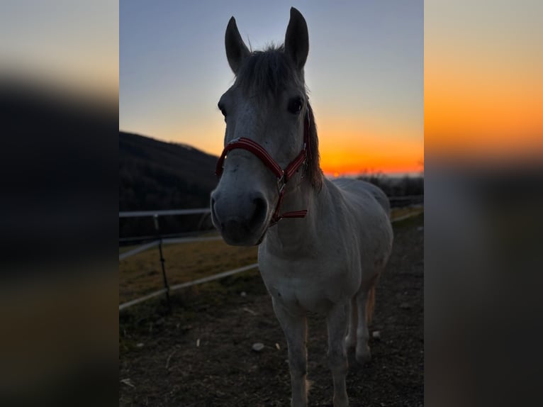 Altre razze Mix Castrone 9 Anni 142 cm Grigio in Steyr
