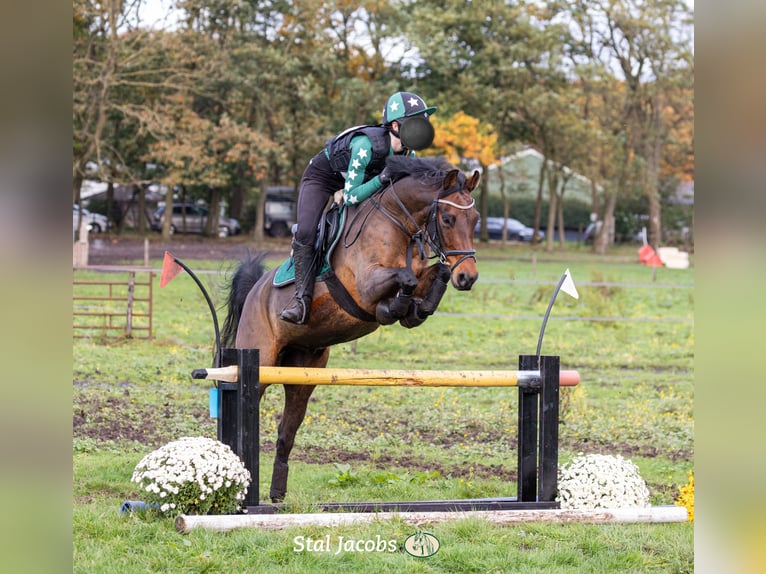 Altre razze Castrone 9 Anni 143 cm in Waddinxveen