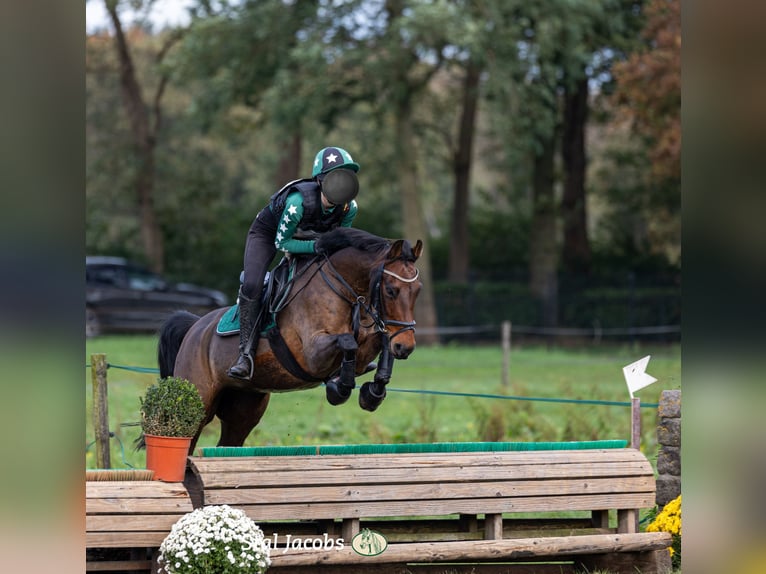 Altre razze Castrone 9 Anni 143 cm in Waddinxveen