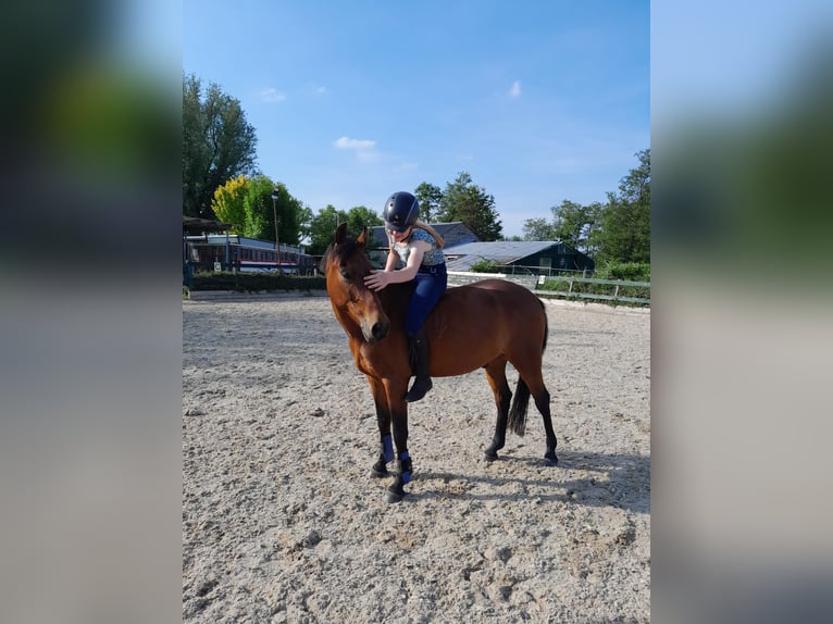 Altre razze Castrone 9 Anni 143 cm in Waddinxveen