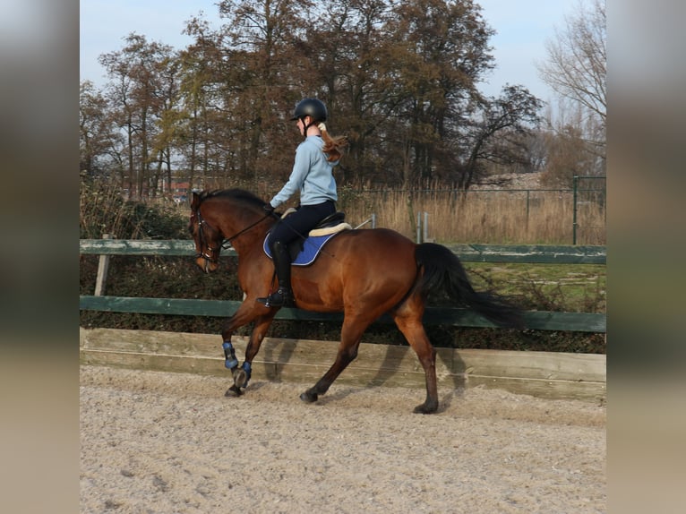 Altre razze Castrone 9 Anni 143 cm in Waddinxveen