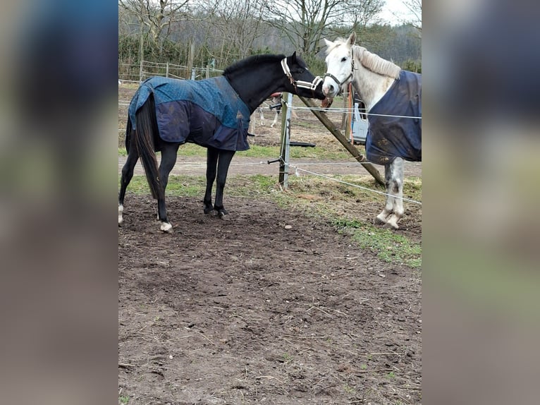 Altre razze Mix Castrone 9 Anni 143 cm Grigio ferro in Genk