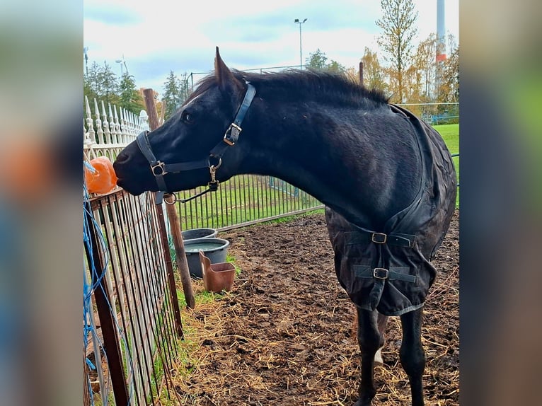 Altre razze Mix Castrone 9 Anni 143 cm Grigio ferro in Genk