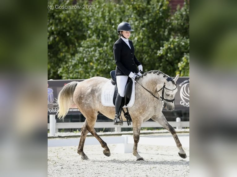 Altre razze Castrone 9 Anni 146 cm Grigio in Jelenia Góra