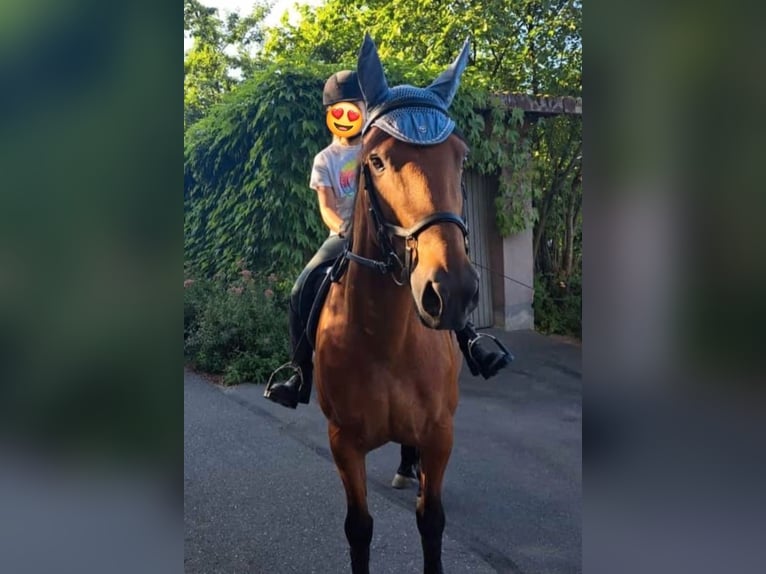 Altre razze Mix Castrone 9 Anni 147 cm Baio in Sonnefeld
