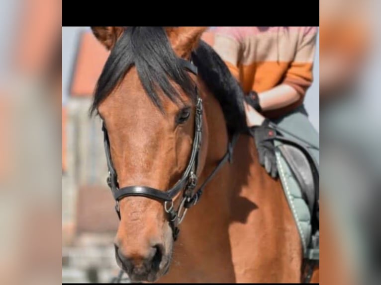 Altre razze Mix Castrone 9 Anni 147 cm Baio in Sonnefeld