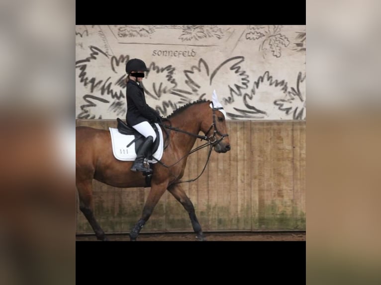 Altre razze Mix Castrone 9 Anni 147 cm Baio in Sonnefeld