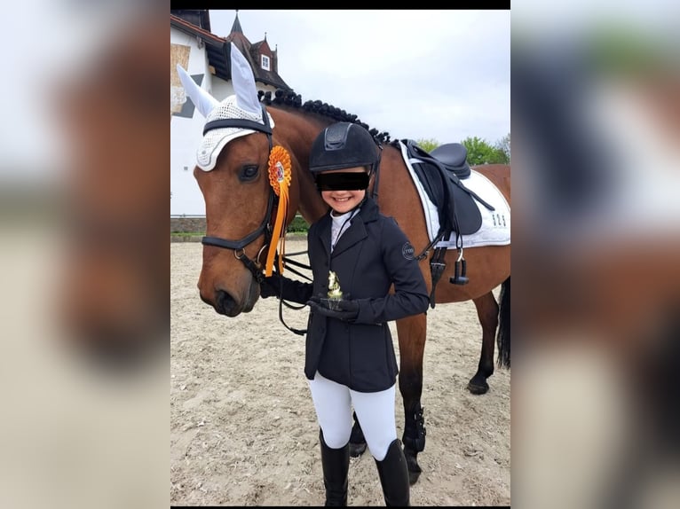 Altre razze Mix Castrone 9 Anni 147 cm Baio in Sonnefeld