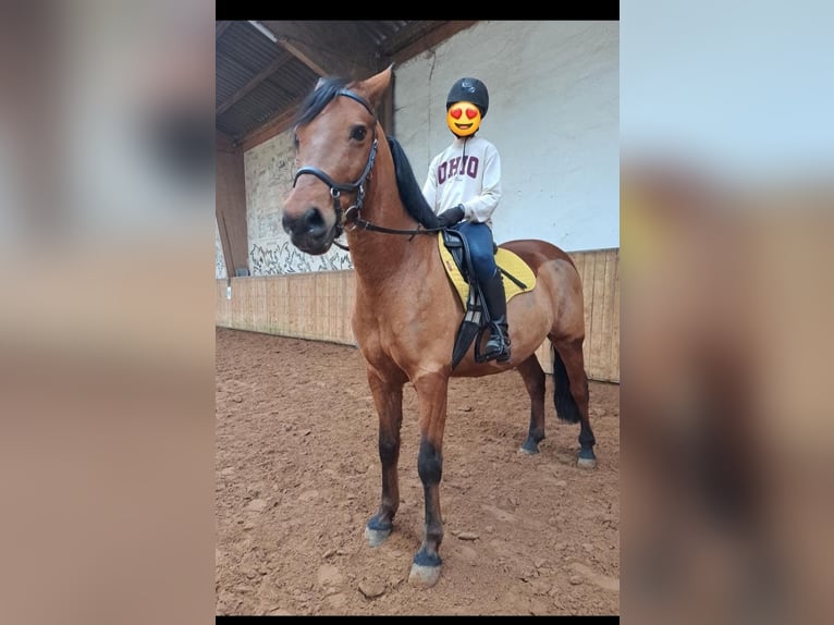 Altre razze Mix Castrone 9 Anni 147 cm Baio in Sonnefeld
