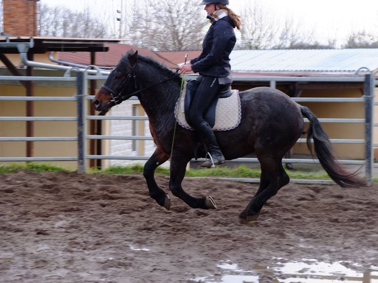 Altre razze Mix Castrone 9 Anni 150 cm Falbo baio in Ellersleben