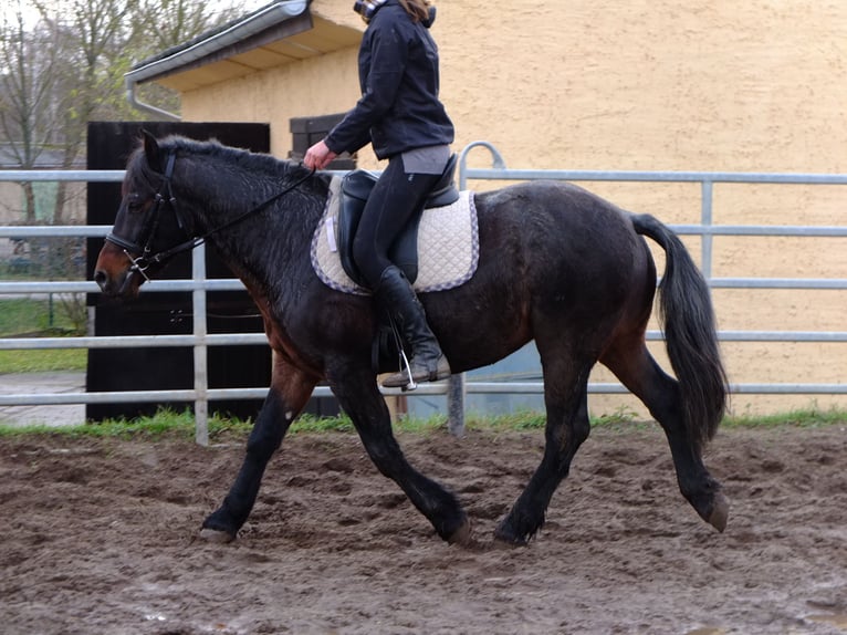 Altre razze Mix Castrone 9 Anni 150 cm Falbo baio in Ellersleben