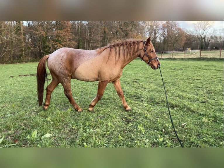 Altre razze Mix Castrone 9 Anni 150 cm Roano rosso in Rotselaar