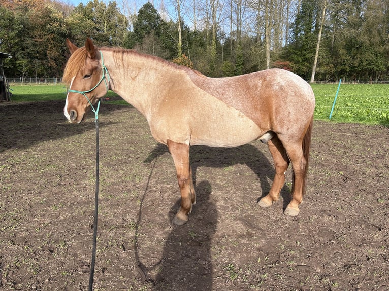 Altre razze Mix Castrone 9 Anni 150 cm Roano rosso in Rotselaar