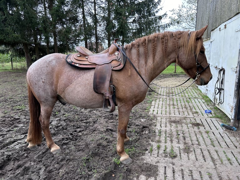 Altre razze Mix Castrone 9 Anni 150 cm Roano rosso in Rotselaar