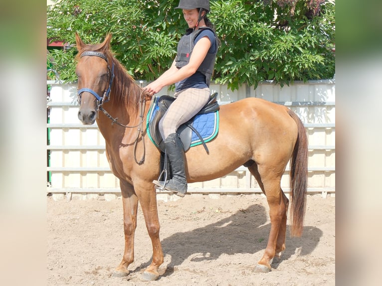 Altre razze Castrone 9 Anni 150 cm Sauro scuro in Buttstädt