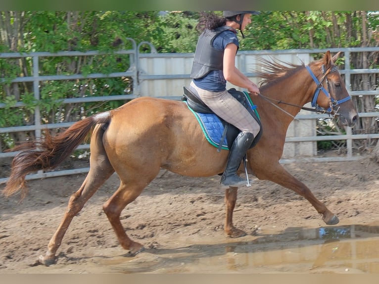 Altre razze Castrone 9 Anni 150 cm Sauro scuro in Buttstädt