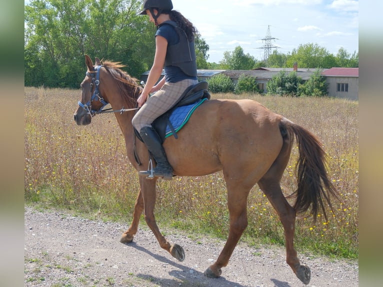Altre razze Castrone 9 Anni 150 cm Sauro scuro in Buttstädt