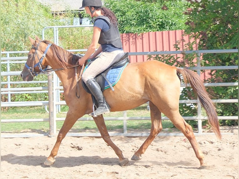 Altre razze Castrone 9 Anni 150 cm Sauro scuro in Buttstädt
