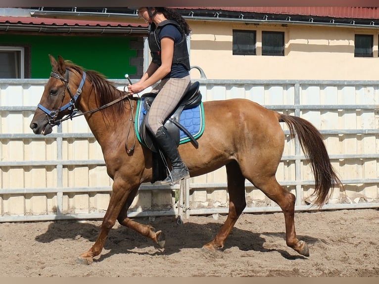 Altre razze Castrone 9 Anni 150 cm Sauro scuro in Buttstädt
