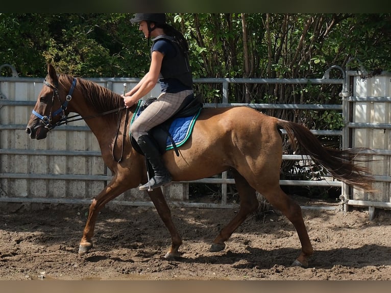 Altre razze Castrone 9 Anni 150 cm Sauro scuro in Buttstädt