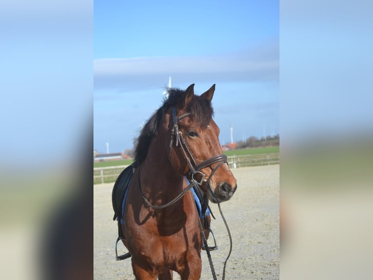 Altre razze Castrone 9 Anni 151 cm Baio in Breda